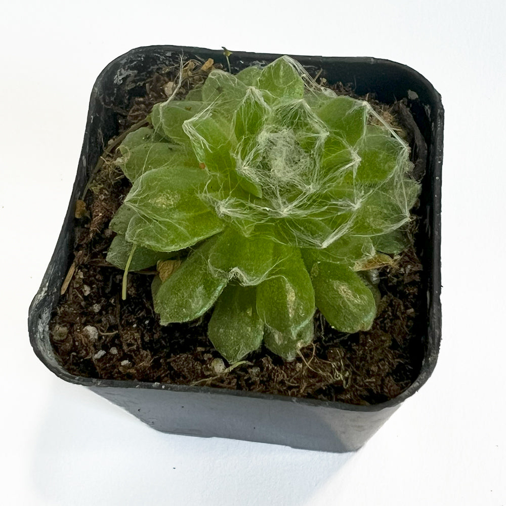 succulent that looks like spider webs 'Cobweb Joy'