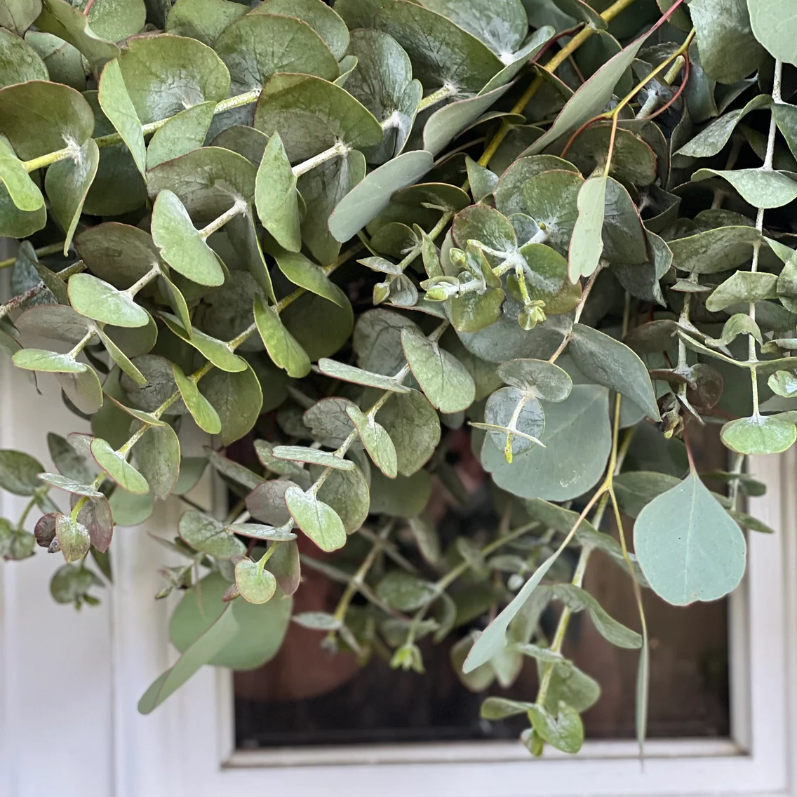 Fresh Spiral and Silver Dollar Eucalyptus Wreath