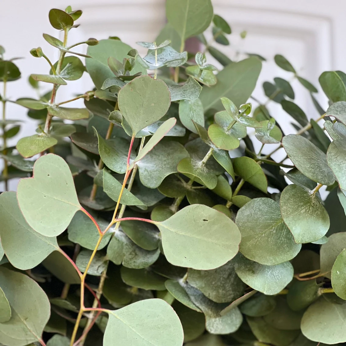 Fresh Spiral and Silver Dollar Eucalyptus Wreath