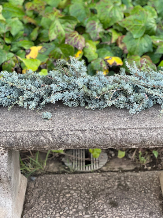 Fresh Blue Atlas Cedar Garland