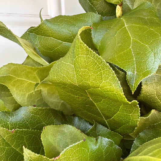 Lemon Leaf with Preserved Lemon Slices Wreath