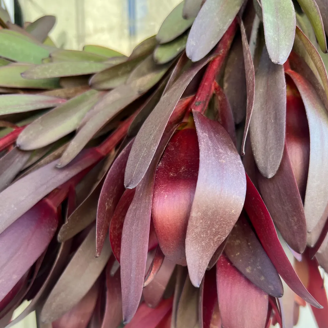 Fresh Safari Sunset Leucadendron Wreath