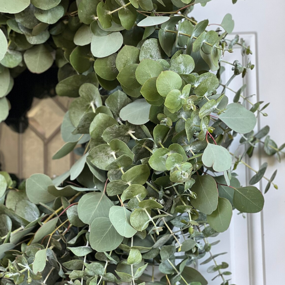 Fresh Spiral and Silver Dollar Eucalyptus Wreath