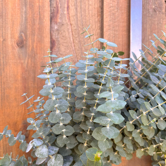 Fresh Spiral Eucalyptus Greenery Wreath