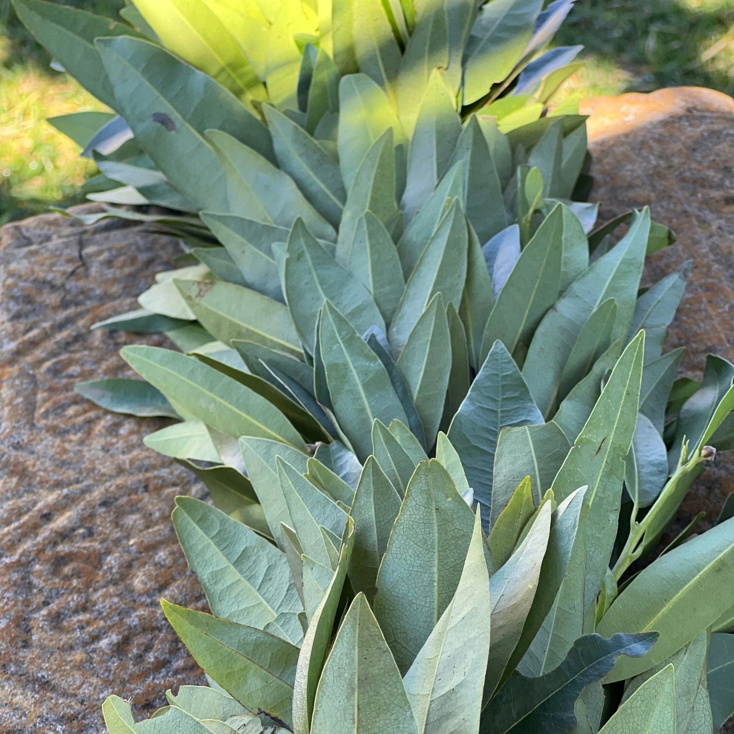 Fresh Bay Leaf Garland