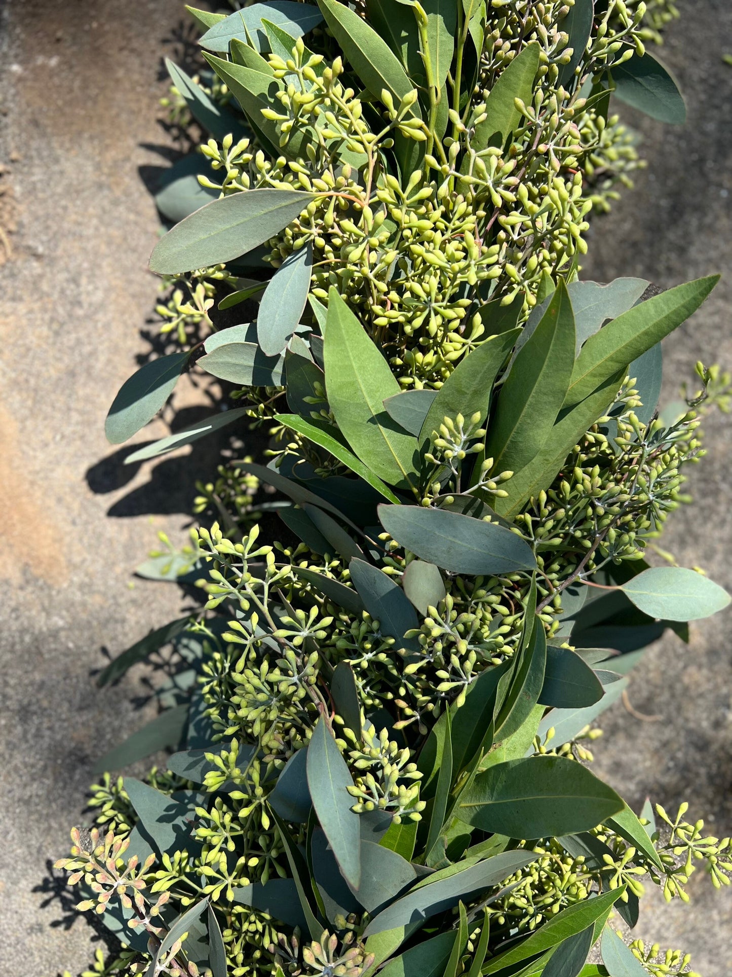 Fresh Seeded Eucalyptus and Bay Leaf Garland