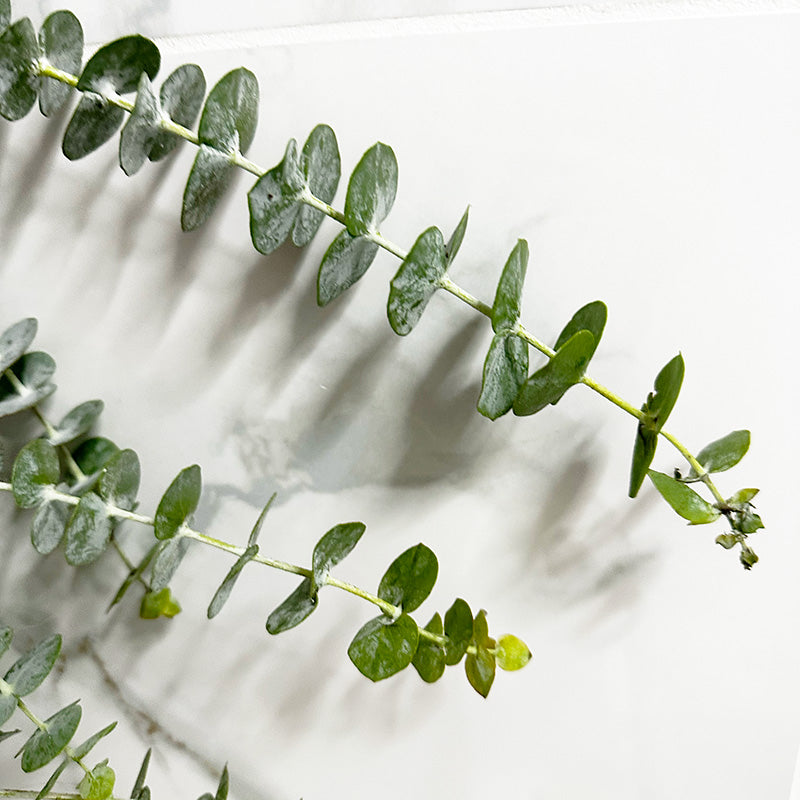 Fresh Eucalyptus Shower Bundle