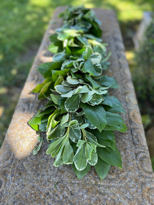 Fresh Variegated Pittosporum and Lemon Leaf Garland