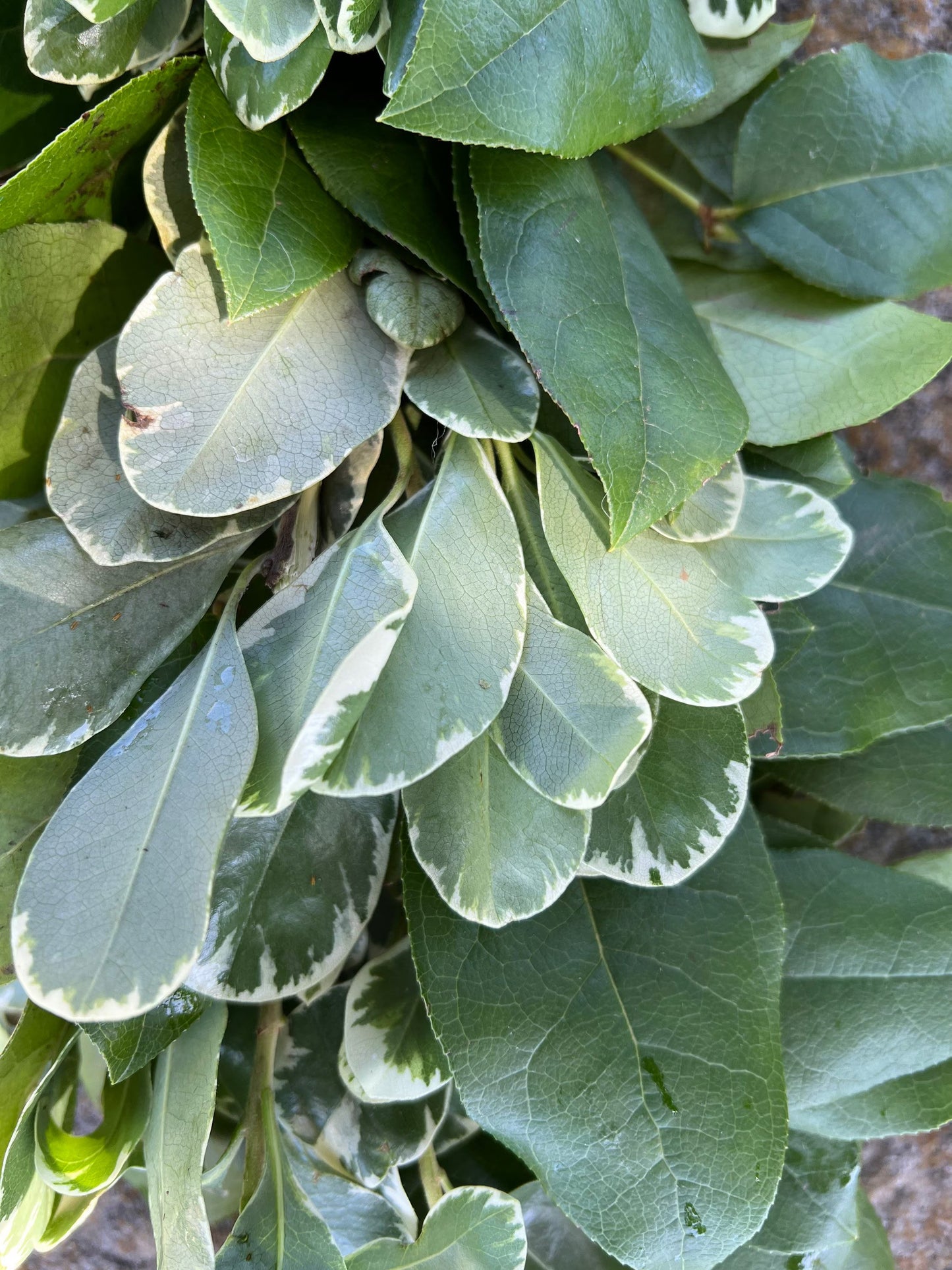 Fresh Variegated Pittosporum and Lemon Leaf Garland