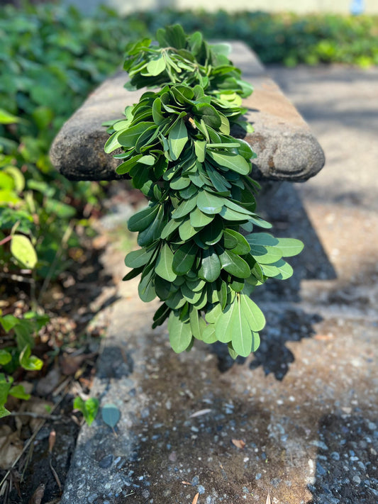 Fresh Pittosporum Garland