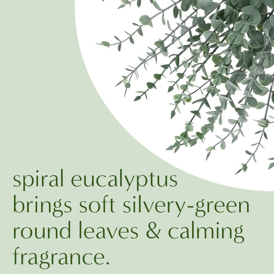 Fresh Magnolia Seeded Eucalyptus and Spiral Eucalyptus Wreath