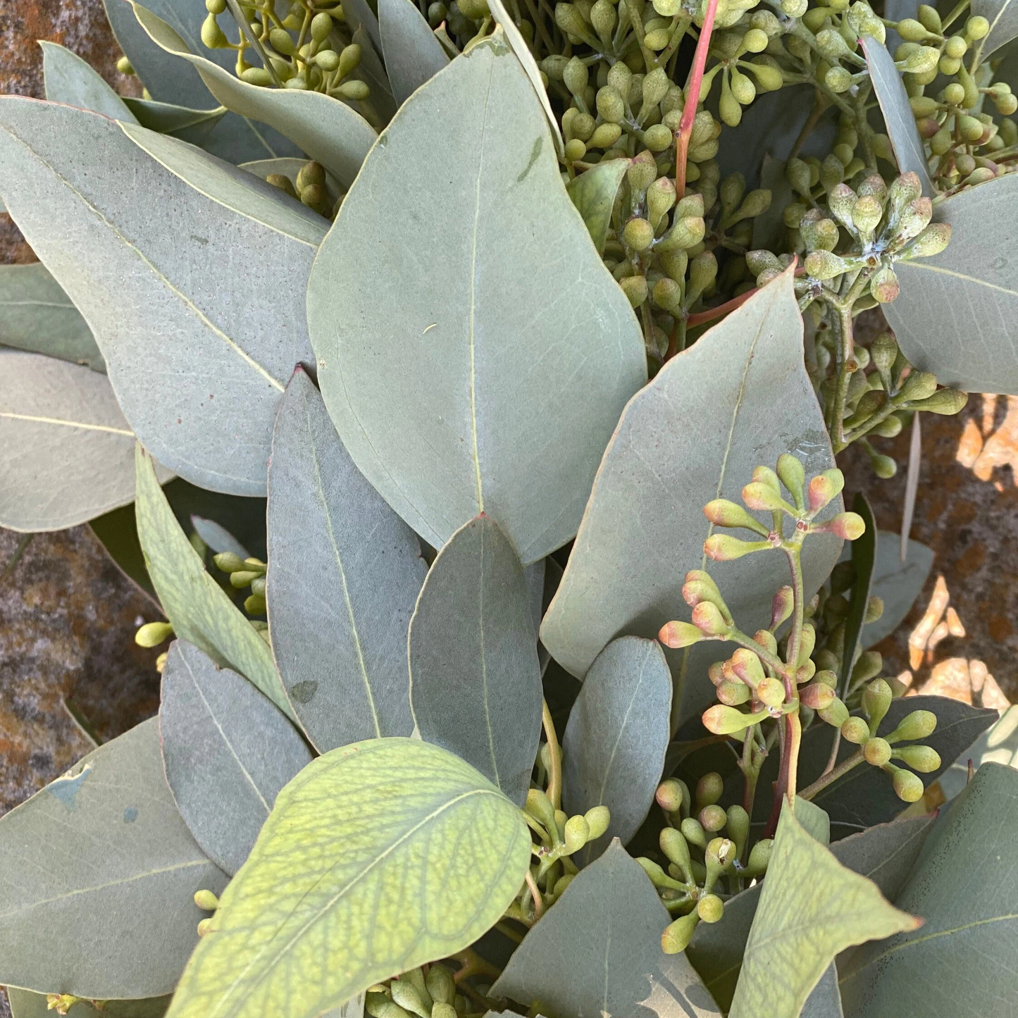 Fresh Seeded and Silver Dollar Eucalyptus Garland