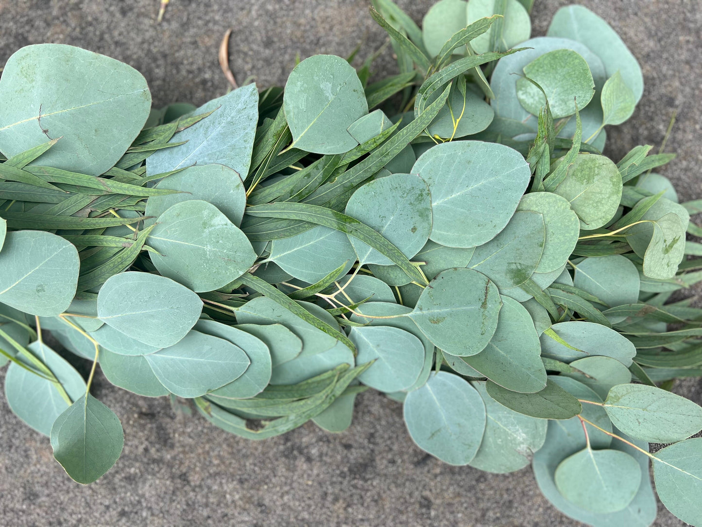 Fresh Willow and Silver Dollar Eucalyptus Garland