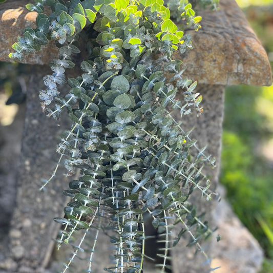 Fresh Spiral Eucalyptus Garland