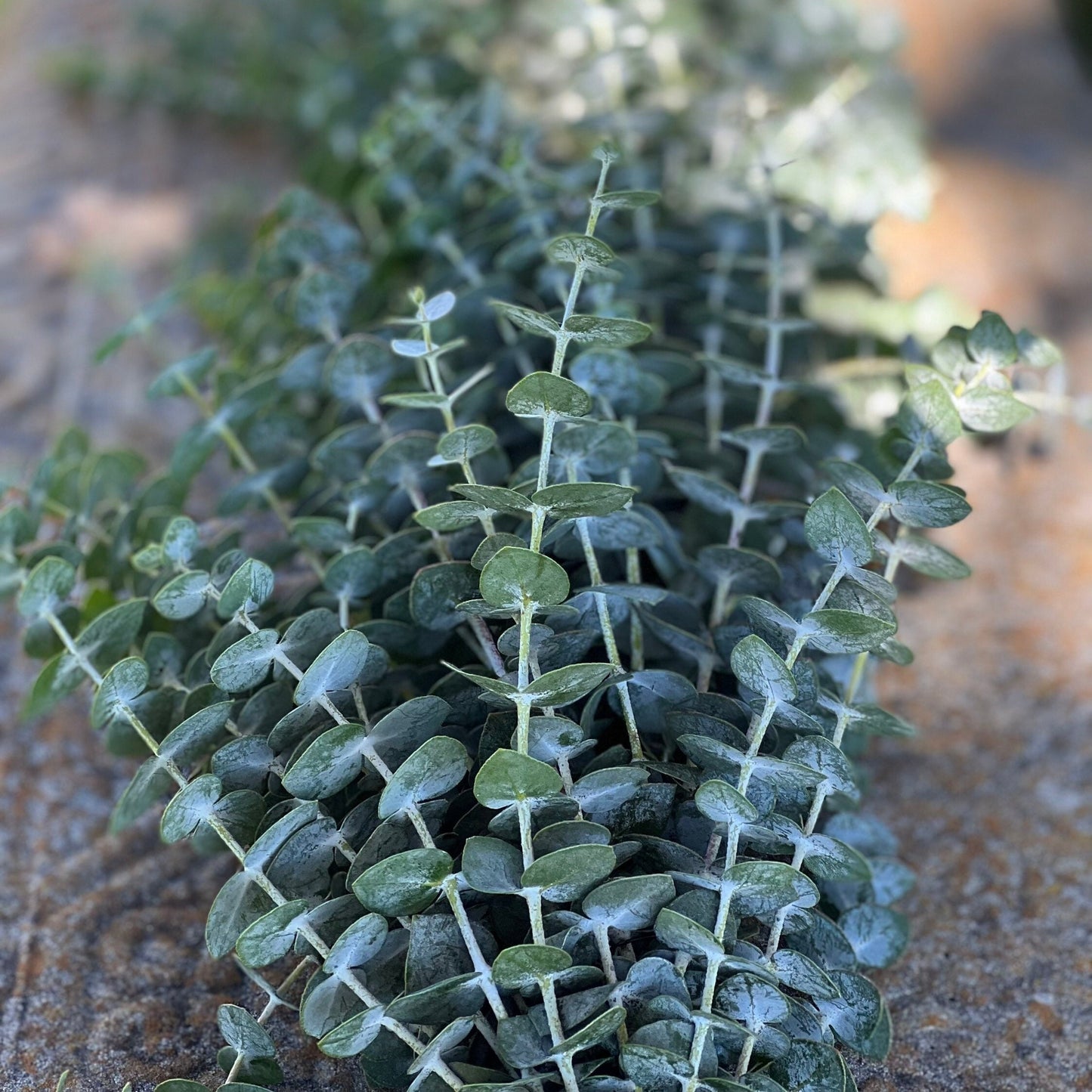 Fresh Spiral Eucalyptus Garland