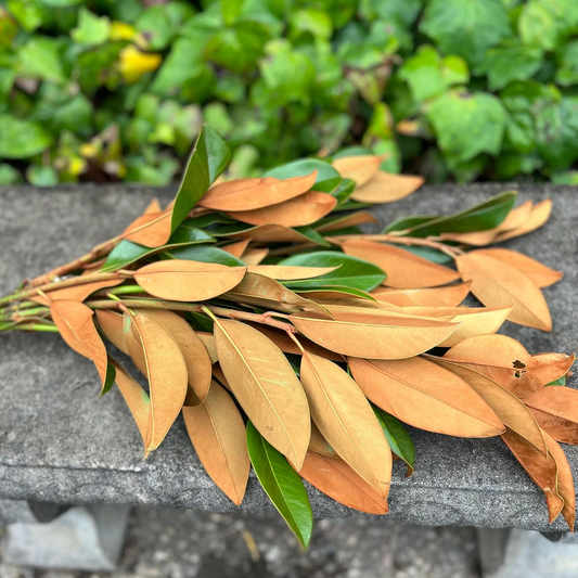 Fresh Magnolia Leaves Bunch