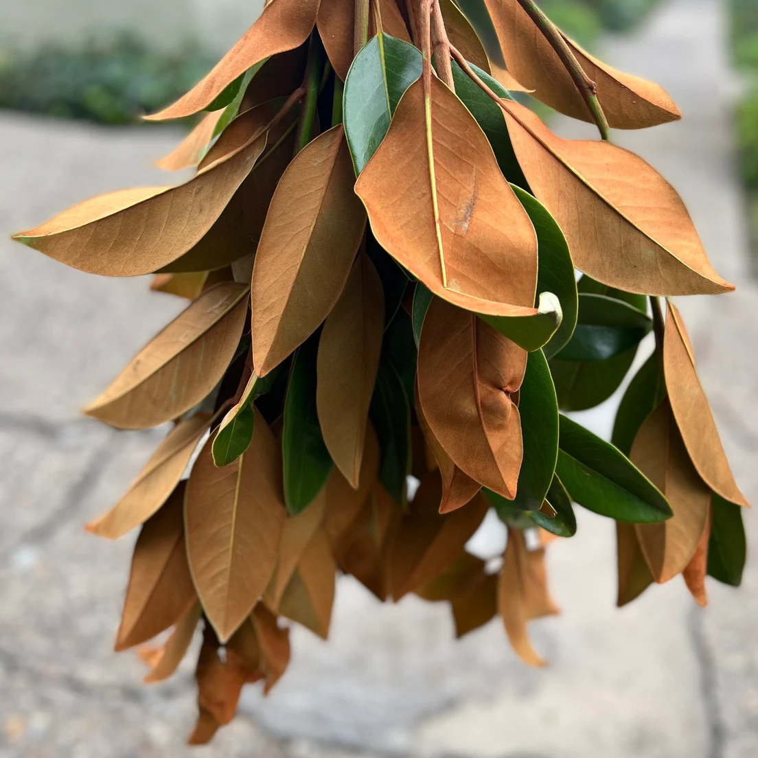 Fresh Magnolia Leaves Bunch