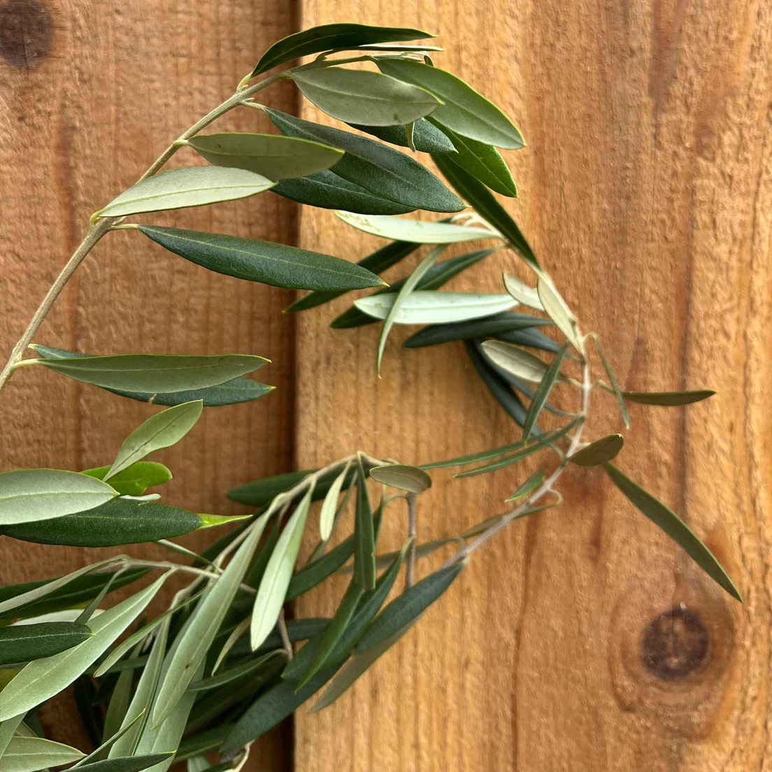 Fresh Olive Branches Bunch