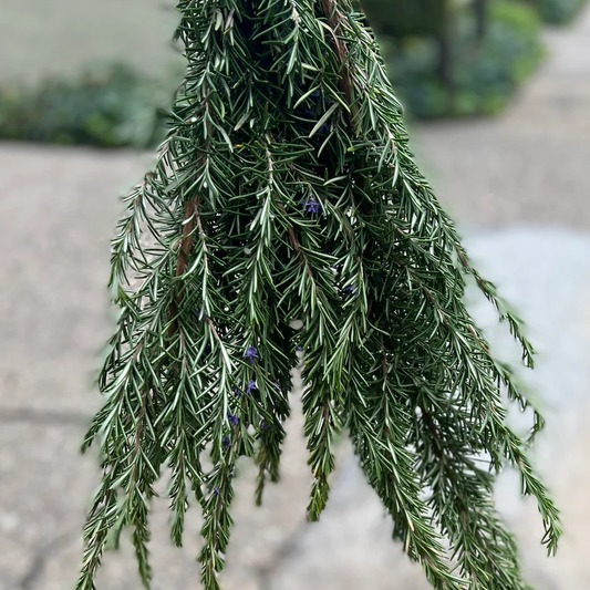 Fresh Rosemary Bunch