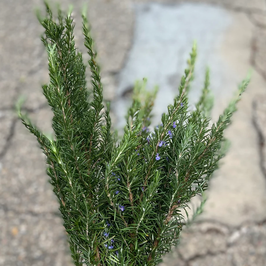 Fresh Rosemary Bunch