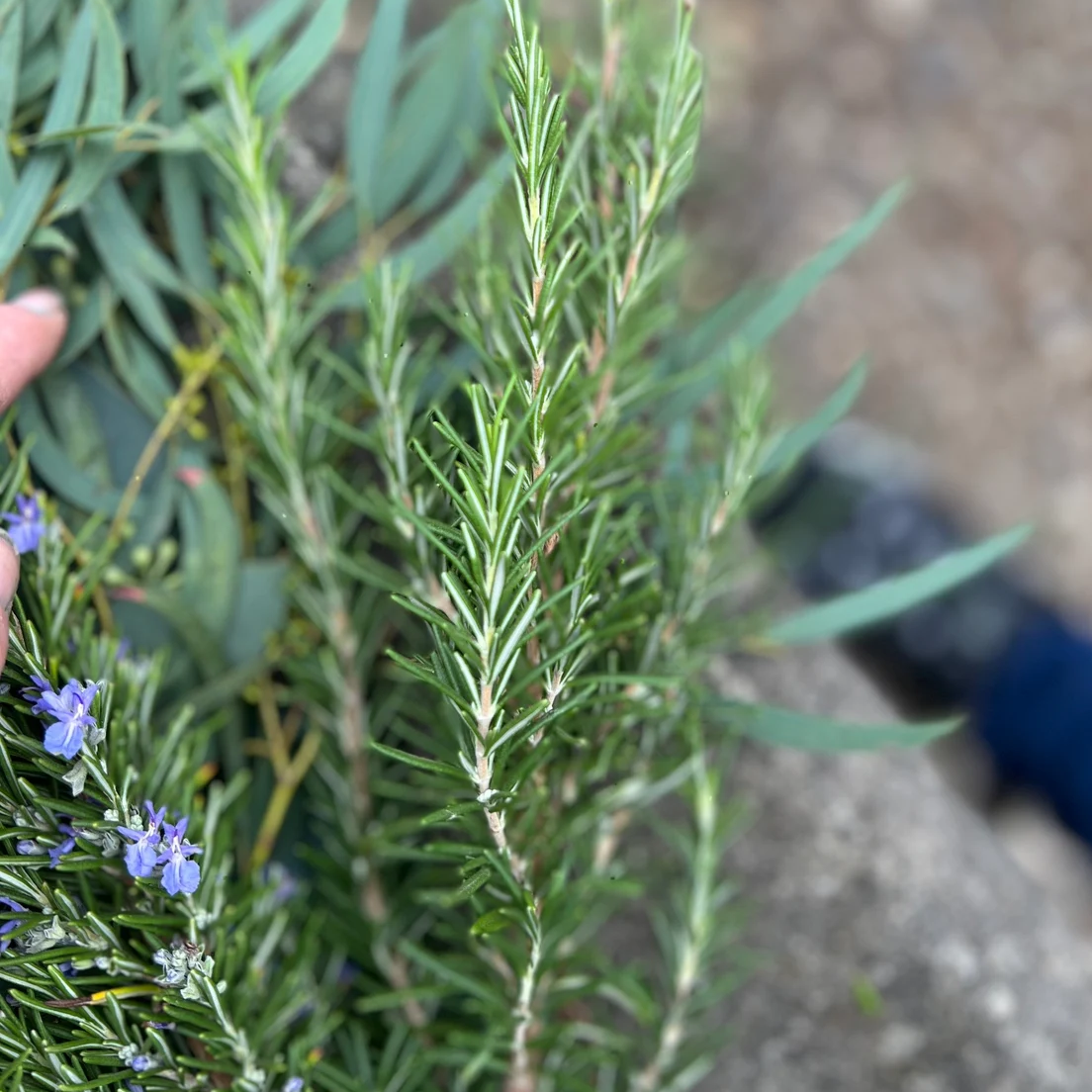 Fresh Assorted Eucalyptus and Greenery Sampler Bunch
