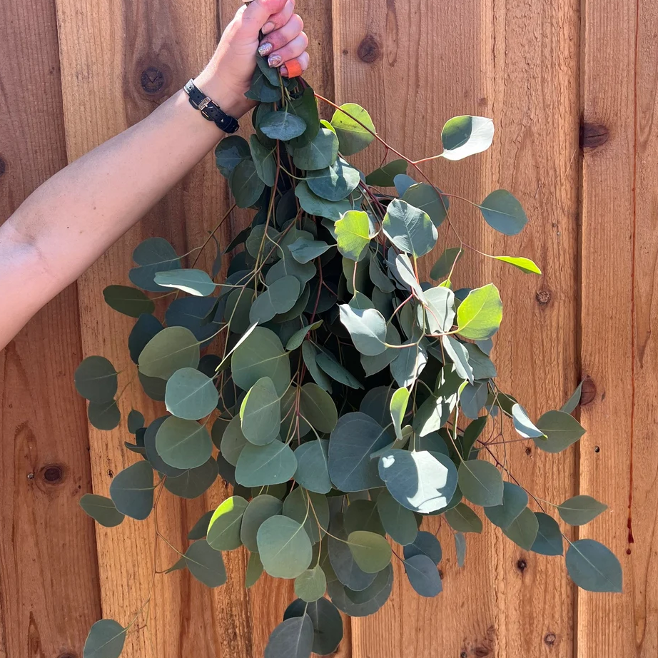 Fresh Silver Dollar Eucalyptus Bunch
