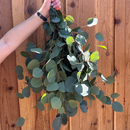 Fresh Silver Dollar Eucalyptus Bunch