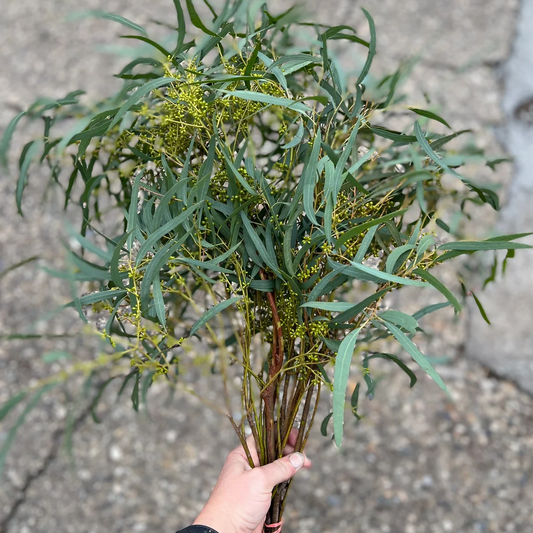 Fresh Thin Leaf Willow Eucalyptus Bunch ( seeds are seasonal and not always present)