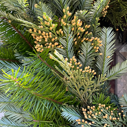 Fresh Redwood Cedar and Fir Wreath