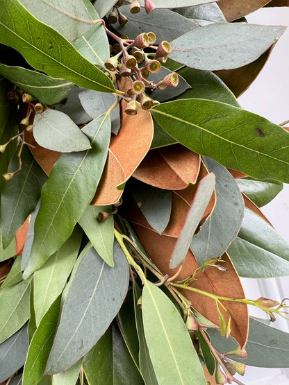 Fresh Magnolia Seeded Eucalyptus and Bay Wreath