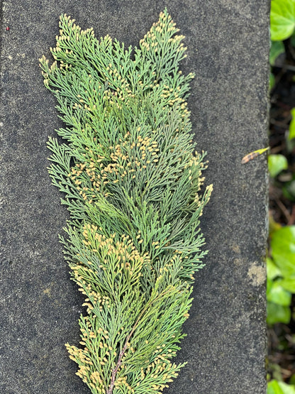 Fresh Cedar Garland