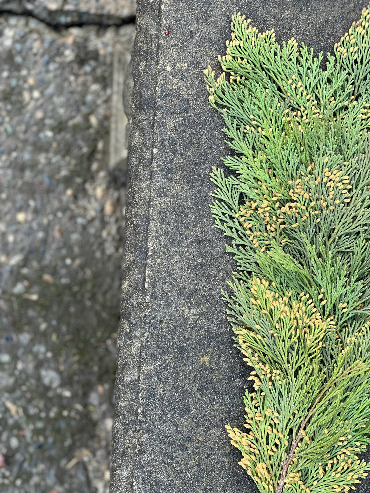 Fresh Cedar Garland