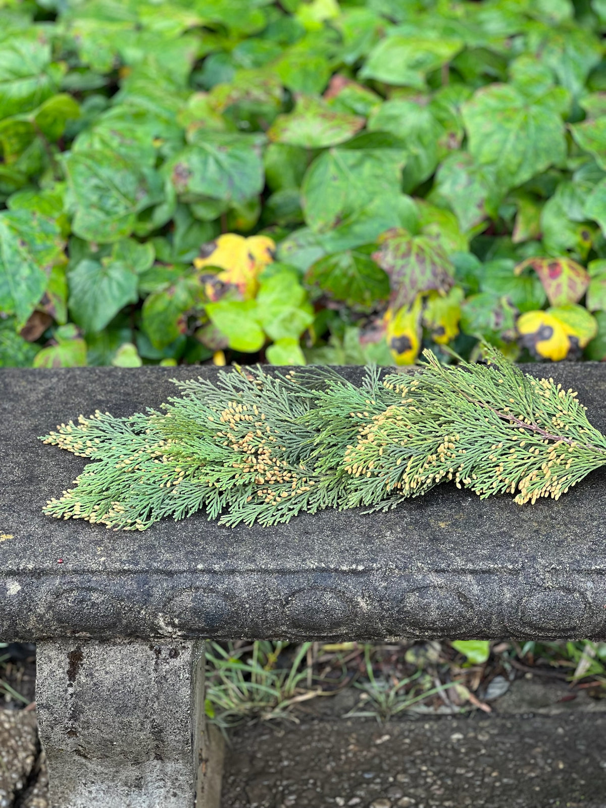 Fresh Cedar Garland