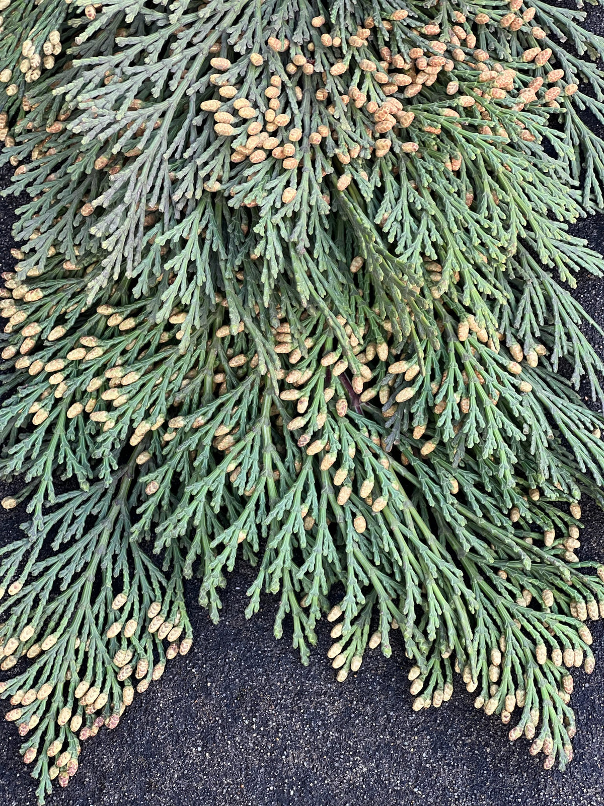 Fresh Cedar Garland