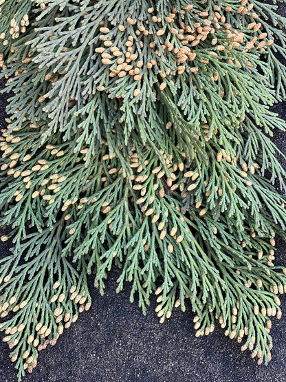 Fresh Cedar Garland