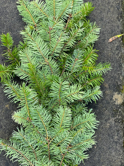 Fresh Douglas Fir Garland