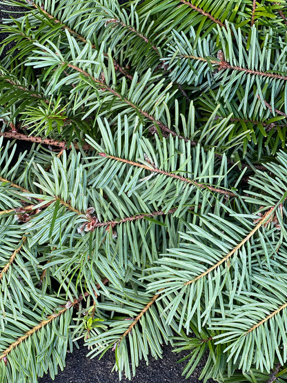 Fresh Douglas Fir Garland