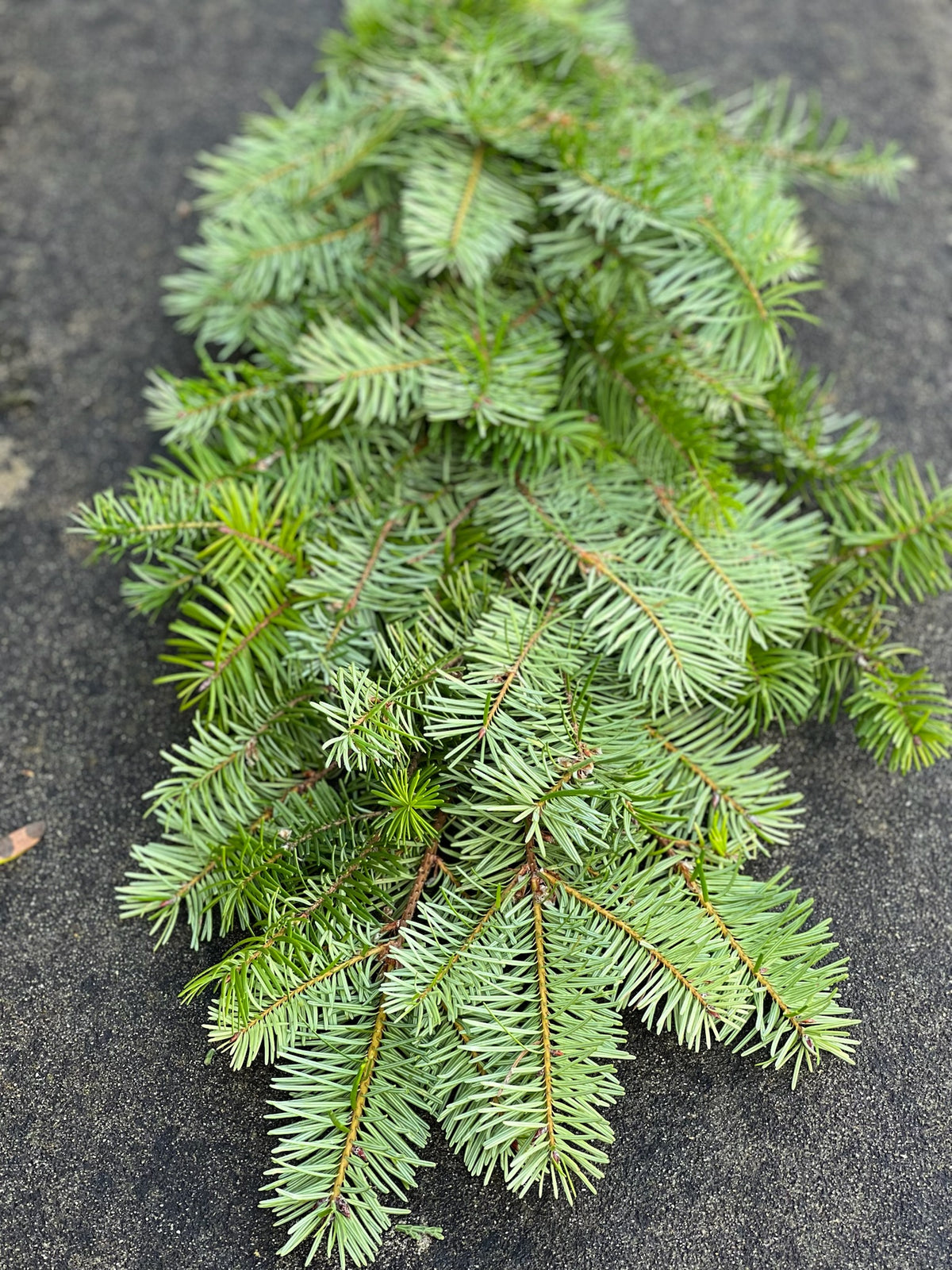Fresh Douglas Fir Garland