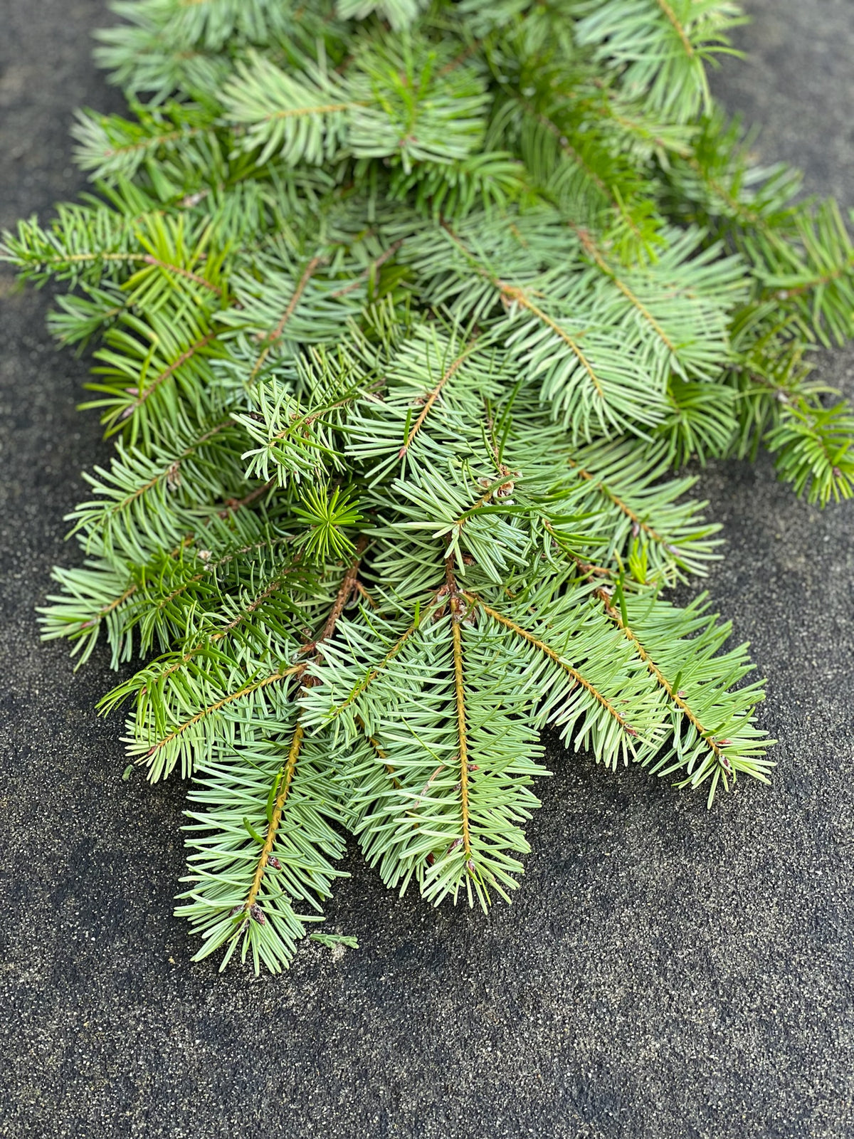 Fresh Douglas Fir Garland