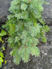 Fresh Douglas Fir Garland