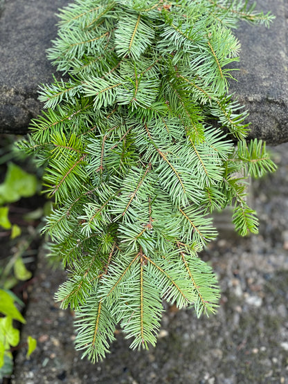 Fresh Douglas Fir Garland
