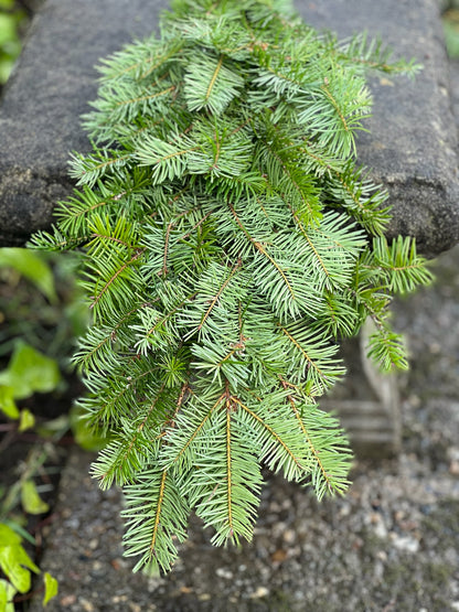 Fresh Douglas Fir Garland