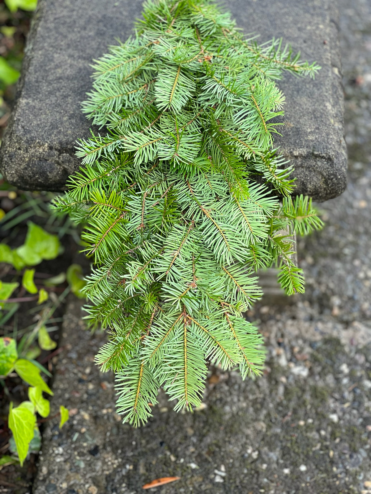 Fresh Douglas Fir Garland