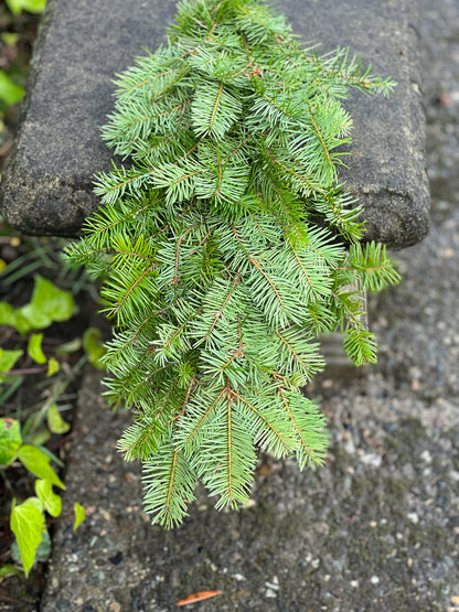 Fresh Douglas Fir Garland