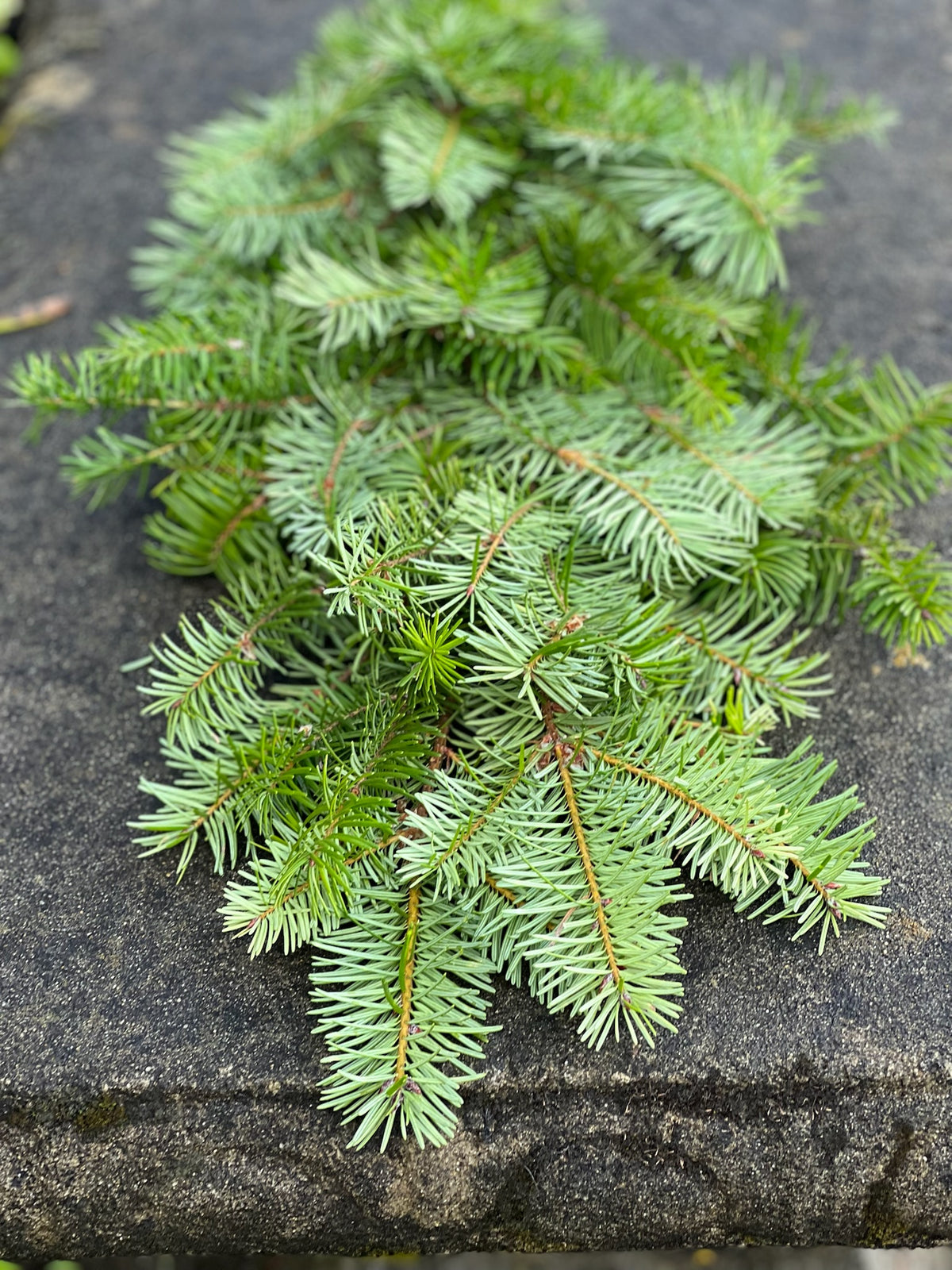Fresh Douglas Fir Garland