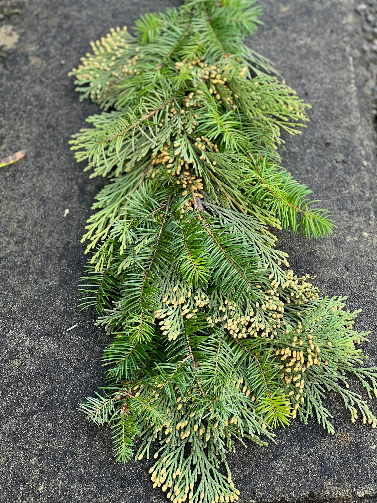Fresh Cedar and Fir Garland