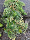 Fresh Cedar and Fir Garland