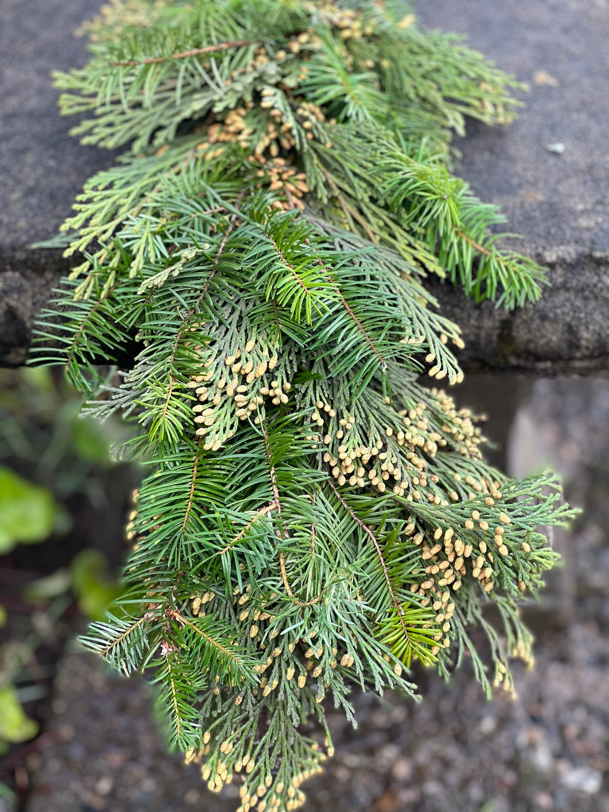 Fresh Cedar and Fir Garland