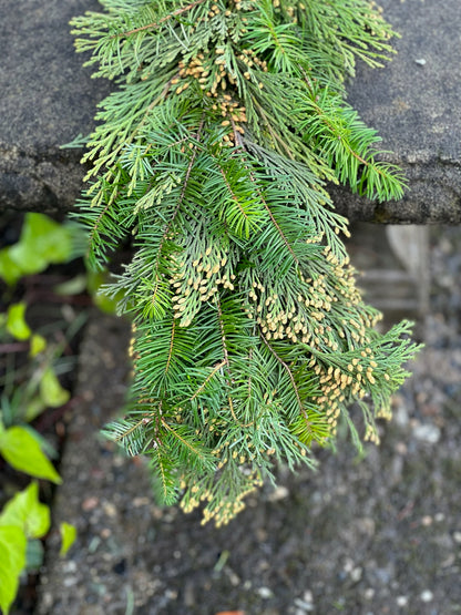 Fresh Cedar and Fir Garland
