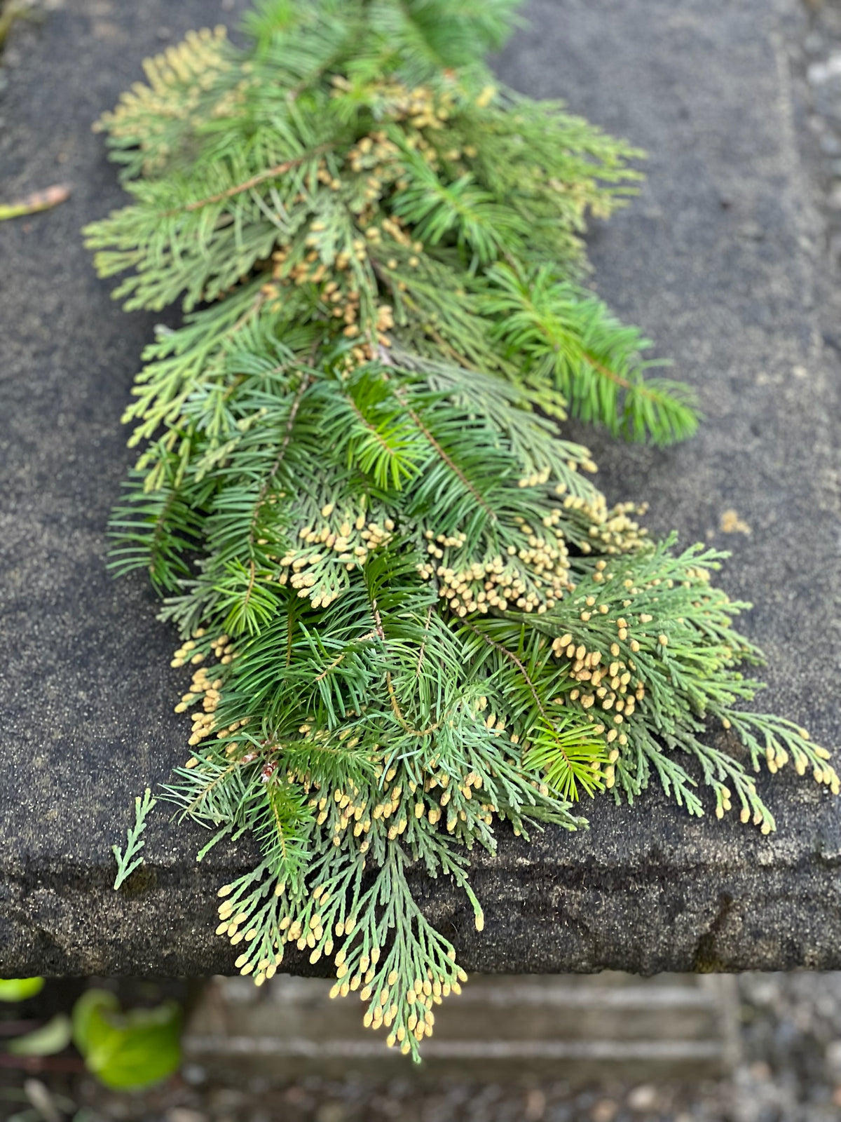 Fresh Cedar and Fir Garland